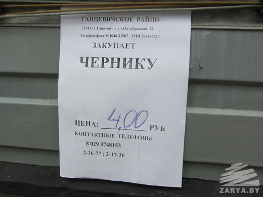 Черничный бум начался в Ганцевичском районе. За ценами следят в Viber