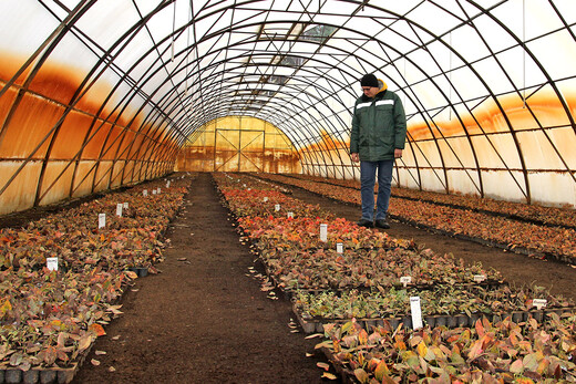 Ганцевичская «Журавинка»: научный центр ягодных инноваций