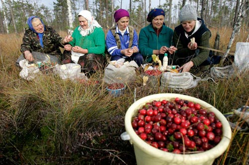 Хотыничи, Подвеликий Мох, клюква